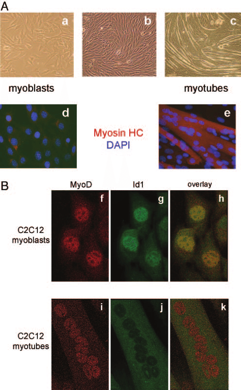 C2C12 cell differentiation and localization of MyoD and Id1 in myoblasts and myotubes. A, phase contrast microscopic images of the C2C12 cells with proliferating myoblasts (a), myoblasts grown to confluence (b), and myoblasts differentiated to myotubes by day 6 in differentiation medium (c) and after double staining with anti-myosin heavy chain (Myosin HC) and DAPI in myoblasts (d) and myotubes (e). B, C2C12 myoblasts (MyoD (f), Id1 (g), overlay (h)) and myotubes (MyoD (i), Id1 (j), overlay (k)) were fixed, and localization of endogenous MyoD and Id1 was determined with immunofluorescent staining and confocal laser scanning microscopy.