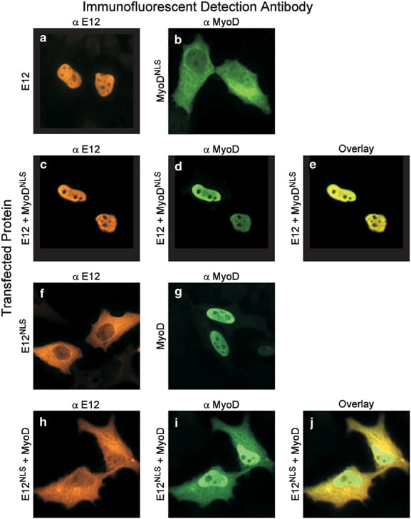 Cellular localization of E12 and MyoD upon cotransfection. (a, b) HeLa cells were transfected with (a) E12 alone, and (b) MyoDNLS alone and visualized by immunofluorescence. (c−e) HeLa cells were cotransfected in a 1 : 1 molar ratio with E12 and MyoDNLS and visualized for: (c) E12, (e) MyoDNLS or (e) overlay of E12 and MyoDNLS. (f, g) HeLa cells were transfected with (f) E12NLS alone, and (b) MyoD alone and visualized by immunofluorescence. (h−j) HeLa cells were cotransfected in a 1 : 1 molar ratio with E12NLS and MyoD and visualized for: (h) E12NLS, (i) MyoD or (j) overlay of E12NLS and MyoD